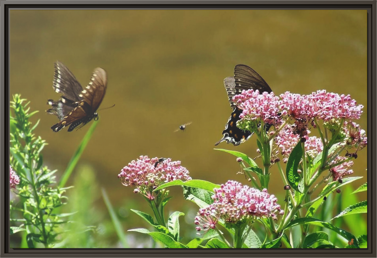 Reflections of Serenity, Framed Canvas Print