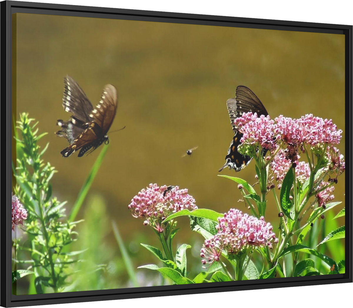 Reflections of Serenity, Framed Canvas Print