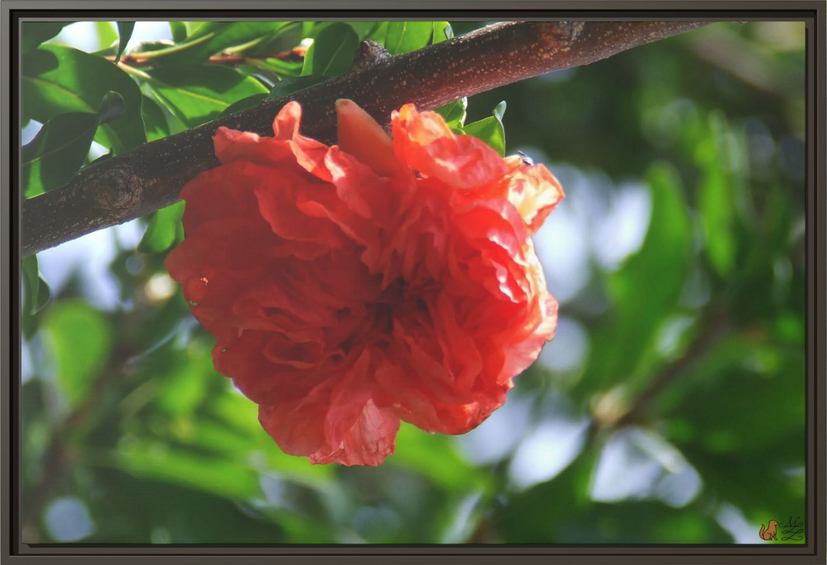 Scarlet Bloom Among The Green, Framed Canvas Print